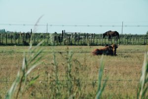 Camargue