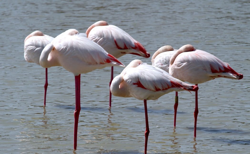 Organisez votre séjour au Camargue