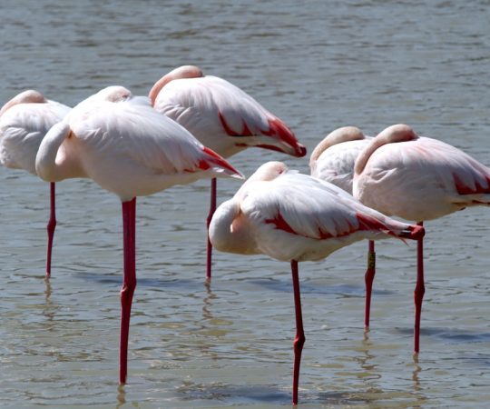 Organisez votre séjour au Camargue