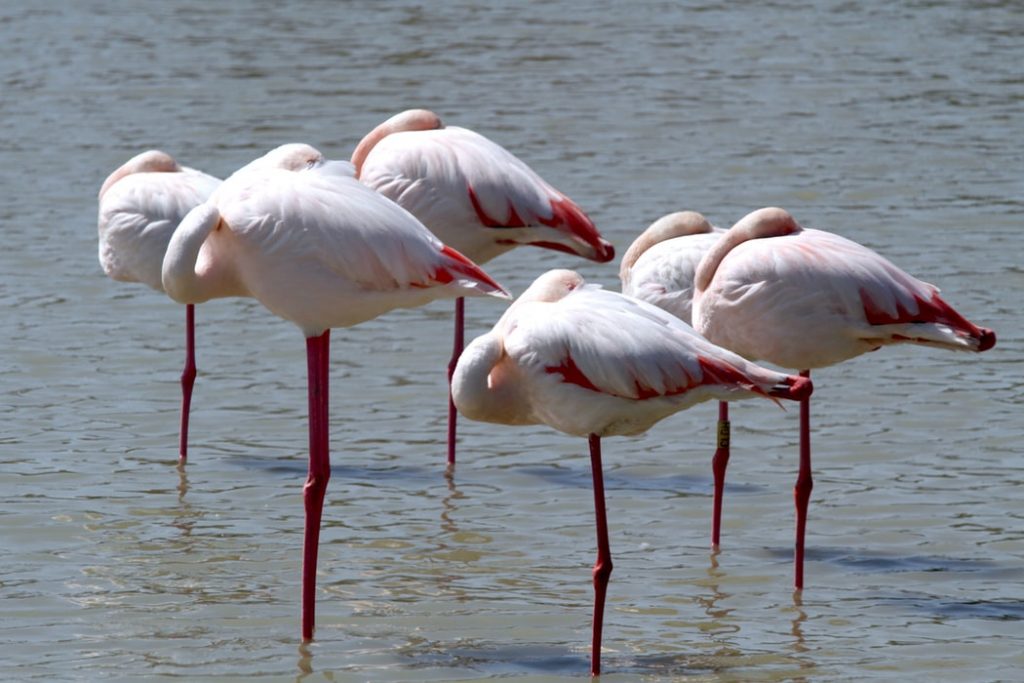 Camargue